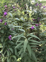 Vernonia noveboracensis