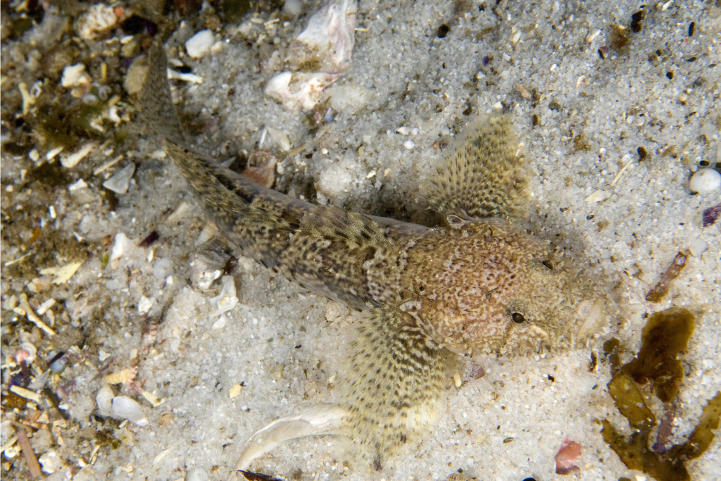 Flathead Goby