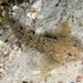 Flathead Goby - Photo (c) dentrock, some rights reserved (CC BY-NC), uploaded by dentrock