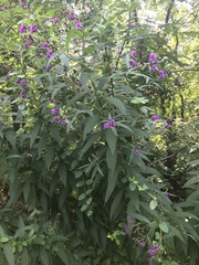 Vernonia noveboracensis