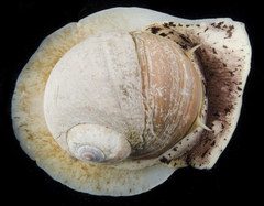 Cryptonatica affinis