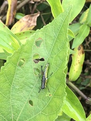 Liebermannacris dorsualis