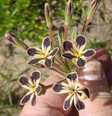 Pelargonium lobatum