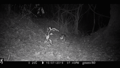 Sylvilagus brasiliensis