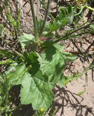 Pelargonium lobatum