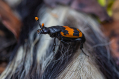 Nicrophorus mexicanus