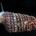 Cerithiopsis - Photo (c) Hakai Institute,  זכויות יוצרים חלקיות (CC BY-NC-SA), הועלה על ידי Hakai Institute