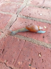 Euglandina rosea image