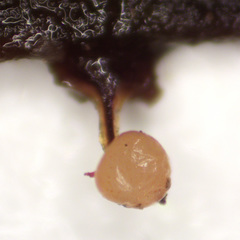 Elaeomyxa reticulospora