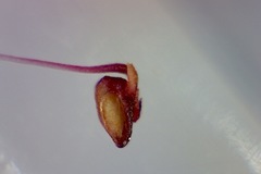 Lamprotis