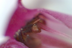 Lamprotis