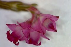 Lamprotis