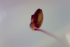 Lamprotis
