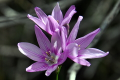 Ixia flexuosa