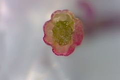 Lamprotis