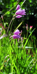 Ixia flexuosa
