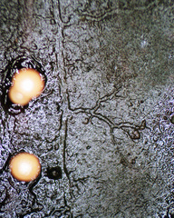 Elaeomyxa reticulospora