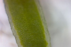 Lamprotis