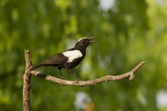 Myrmecocichla arnotti