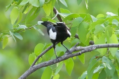 Myrmecocichla arnotti