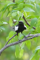 Myrmecocichla arnotti