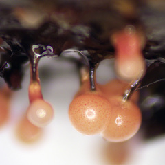 Elaeomyxa reticulospora
