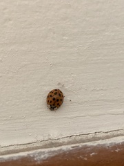Harmonia axyridis