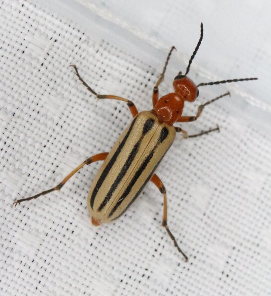 Pyrota bilineata