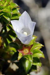 Roella amplexicaulis
