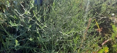 Chenopodium cycloides