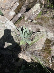 Agave potrerana