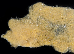 Alcyonidium polyoum