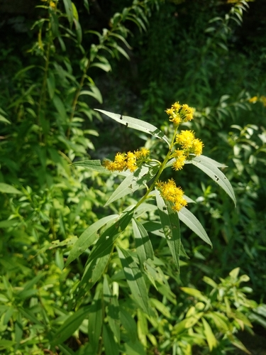 Bluestone Turnpike Trail