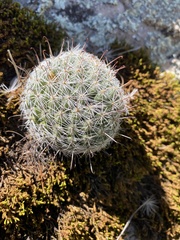 Mammillaria barbata