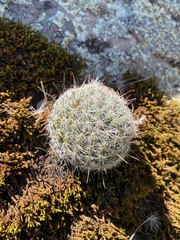 Mammillaria barbata