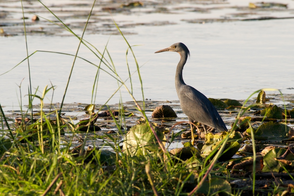 Slaty Egret in December 2015 by christian_nunes · iNaturalist