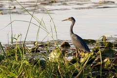 Egretta vinaceigula