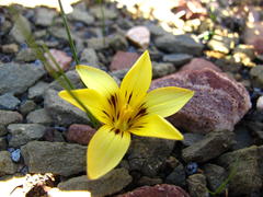 Romulea austinii