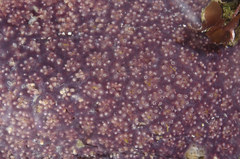 Distaplia occidentalis