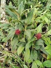 Palicourea erythrocephala