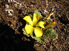 Oxalis melanosticta melanosticta