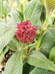 Palicourea erythrocephala