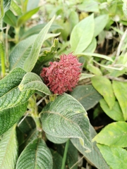 Palicourea erythrocephala