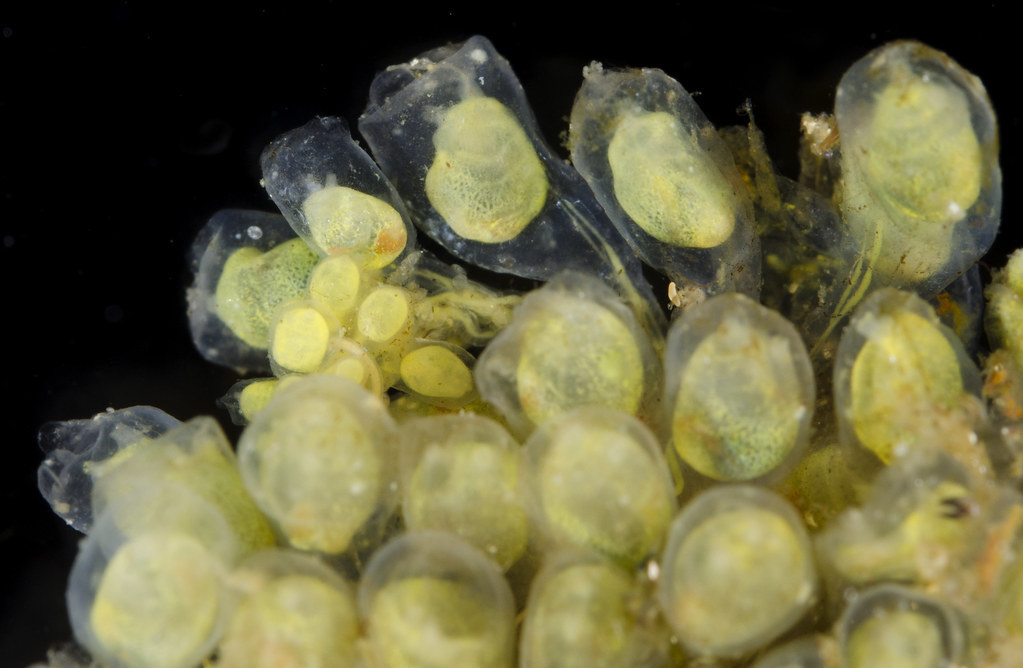 Perophora annectens