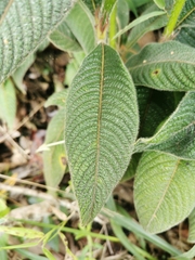 Palicourea erythrocephala