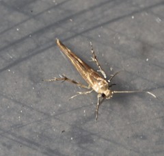 Stathmopoda cyanopla