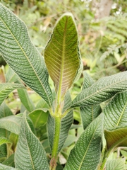 Palicourea erythrocephala