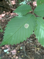 Cameraria ulmella