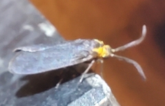 Acoloithus falsarius