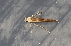 Stathmopoda cyanopla